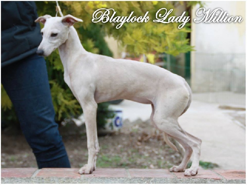 Blaylock Lady million