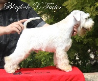 Blaylock - Schnauzer miniature - Portée née le 04/02/2015