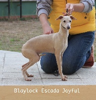 BLAYLOCK ESCADA JOYFUL